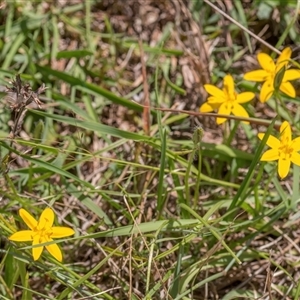 Hypoxis hygrometrica var. villosisepala at Forde, ACT - 11 Dec 2024