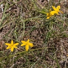 Hypoxis hygrometrica var. villosisepala at Forde, ACT - 11 Dec 2024