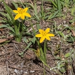 Hypoxis hygrometrica var. villosisepala (Golden Weather-grass) at Forde, ACT - 10 Dec 2024 by Cmperman