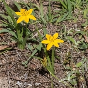 Hypoxis hygrometrica var. villosisepala at Forde, ACT - 11 Dec 2024 10:16 AM