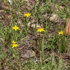 Hypoxis hygrometrica var. villosisepala at Forde, ACT - 11 Dec 2024 10:16 AM