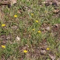 Hypoxis hygrometrica var. villosisepala at Forde, ACT - 11 Dec 2024 10:16 AM