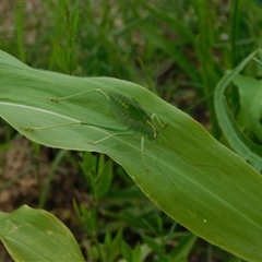 Unidentified Katydid (Tettigoniidae) at Carwoola, NSW - 9 Dec 2024 by AmyT