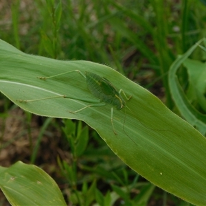 Caedicia simplex at Carwoola, NSW - suppressed