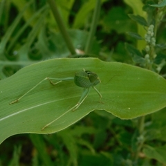 Caedicia simplex at Carwoola, NSW - suppressed