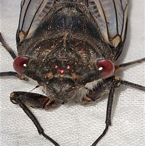 Psaltoda moerens (Redeye cicada) at Holt, ACT by JajiClack