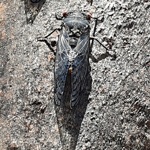 Psaltoda moerens (Redeye cicada) at Acton, ACT by jmcleod