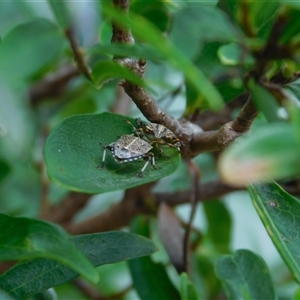 Oncocoris geniculatus (A shield bug) at Carwoola, NSW by AmyT