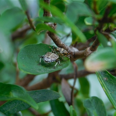 Acanthosomatidae (family) at Carwoola, NSW - 9 Dec 2024 by AmyT