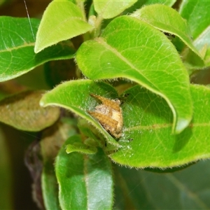 Araneinae (subfamily) at Carwoola, NSW - suppressed