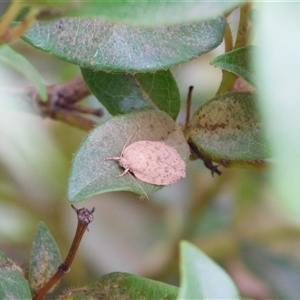 Garrha carnea (A concealer moth) at Carwoola, NSW by AmyT