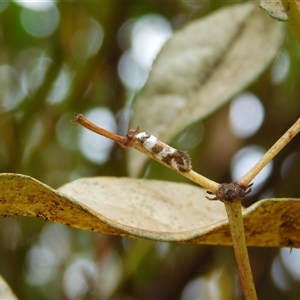 Isomoralla gephyrota (A Concealer moth) at Carwoola, NSW by AmyT