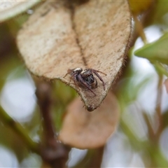 Opisthoncus sp. (genus) (Unidentified Opisthoncus jumping spider) at Carwoola, NSW - 9 Dec 2024 by AmyT