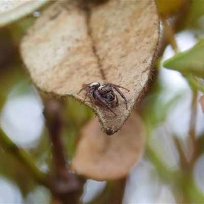 Opisthoncus sp. (genus) (Unidentified Opisthoncus jumping spider) at Carwoola, NSW - 9 Dec 2024 by AmyT