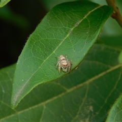 Opisthoncus sp. (genus) (Unidentified Opisthoncus jumping spider) at Carwoola, NSW - 9 Dec 2024 by AmyT