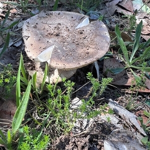 Amanita sp. at Higgins, ACT - 11 Dec 2024 11:01 AM