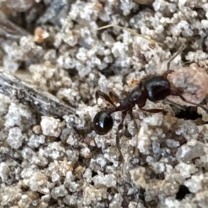 Monomorium sp. (genus) at Aranda, ACT - 11 Dec 2024 05:07 PM