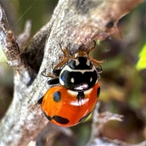 Hippodamia variegata (Spotted Amber Ladybird) at Aranda, ACT by Jubeyjubes