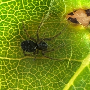 Desidae (Family) at Aranda, ACT - 11 Dec 2024