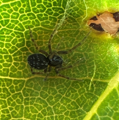 Unidentified Spider at Aranda, ACT - 11 Dec 2024 by Jubeyjubes