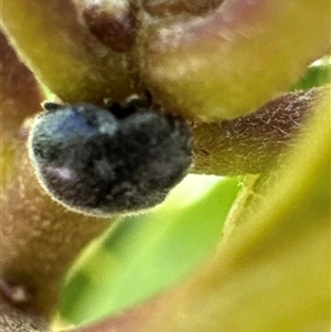 Coccinellidae (family) (Unidentified lady beetle) at Aranda, ACT by Jubeyjubes