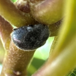 Coccinellidae (family) at Aranda, ACT - 11 Dec 2024