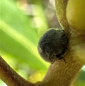 Coccinellidae (family) at Aranda, ACT - 11 Dec 2024