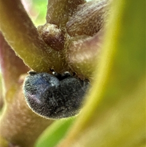 Coccinellidae (family) at Aranda, ACT - 11 Dec 2024