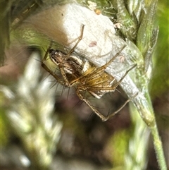 Oxyopes sp. (genus) (Lynx spider) at Aranda, ACT - 11 Dec 2024 by Jubeyjubes