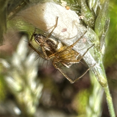 Oxyopes sp. (genus) (Lynx spider) at Aranda, ACT - 11 Dec 2024 by Jubeyjubes