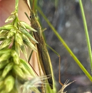 Mutusca brevicornis (A broad-headed bug) at Aranda, ACT by Jubeyjubes