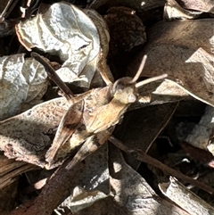 Phaulacridium vittatum (Wingless Grasshopper) at Aranda, ACT - 11 Dec 2024 by Jubeyjubes