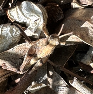 Unidentified Grasshopper, Cricket or Katydid (Orthoptera) at Aranda, ACT by Jubeyjubes