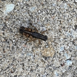 Phaulacridium vittatum (Wingless Grasshopper) at Aranda, ACT by Jubeyjubes