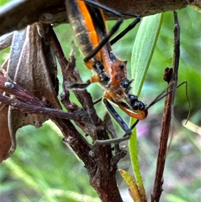 Gminatus australis (Orange assassin bug) at Aranda, ACT - 11 Dec 2024 by Jubeyjubes