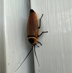 Ellipsidion australe (Austral Ellipsidion cockroach) at Aranda, ACT - 10 Dec 2024 by Jubeyjubes