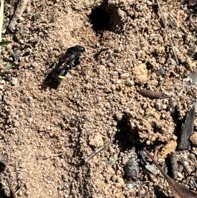 Unidentified Sand or digger wasp (Crabronidae or Sphecidae) at Aranda, ACT - 9 Dec 2024 by Jubeyjubes