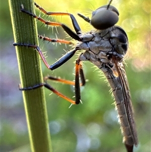 Cerdistus sp. (genus) (Slender Robber Fly) at Aranda, ACT by Jubeyjubes