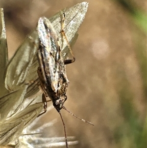 Nysius vinitor (Rutherglen bug) at Aranda, ACT by Jubeyjubes