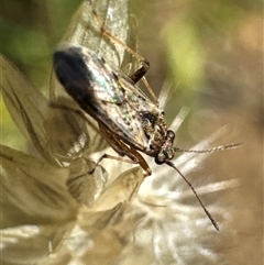 Nysius vinitor at Aranda, ACT - 11 Dec 2024