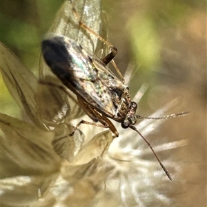 Nysius vinitor at Aranda, ACT - 11 Dec 2024