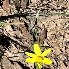 Tricoryne elatior (Yellow Rush Lily) at Aranda, ACT - 11 Dec 2024 by Jubeyjubes