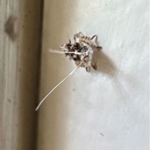 Fulgoroidea sp. (superfamily) (Unidentified fulgoroid planthopper) at Aranda, ACT by Jubeyjubes