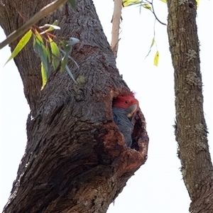 Callocephalon fimbriatum at Penrose, NSW - suppressed