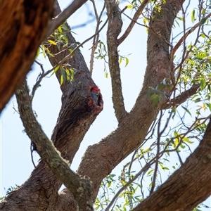 Callocephalon fimbriatum at Penrose, NSW - suppressed