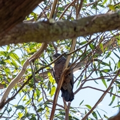 Callocephalon fimbriatum at Penrose, NSW - suppressed