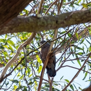 Callocephalon fimbriatum at Penrose, NSW - suppressed