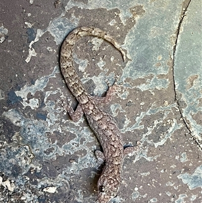 Christinus marmoratus (Southern Marbled Gecko) at Kambah, ACT - 11 Dec 2024 by LineMarie
