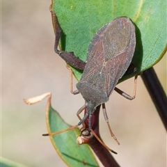 Unidentified Shield, Stink or Jewel Bug (Pentatomoidea) at Googong, NSW - 9 Dec 2024 by WHall