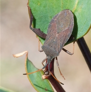 Amorbus sp. (genus) at Googong, NSW by WHall